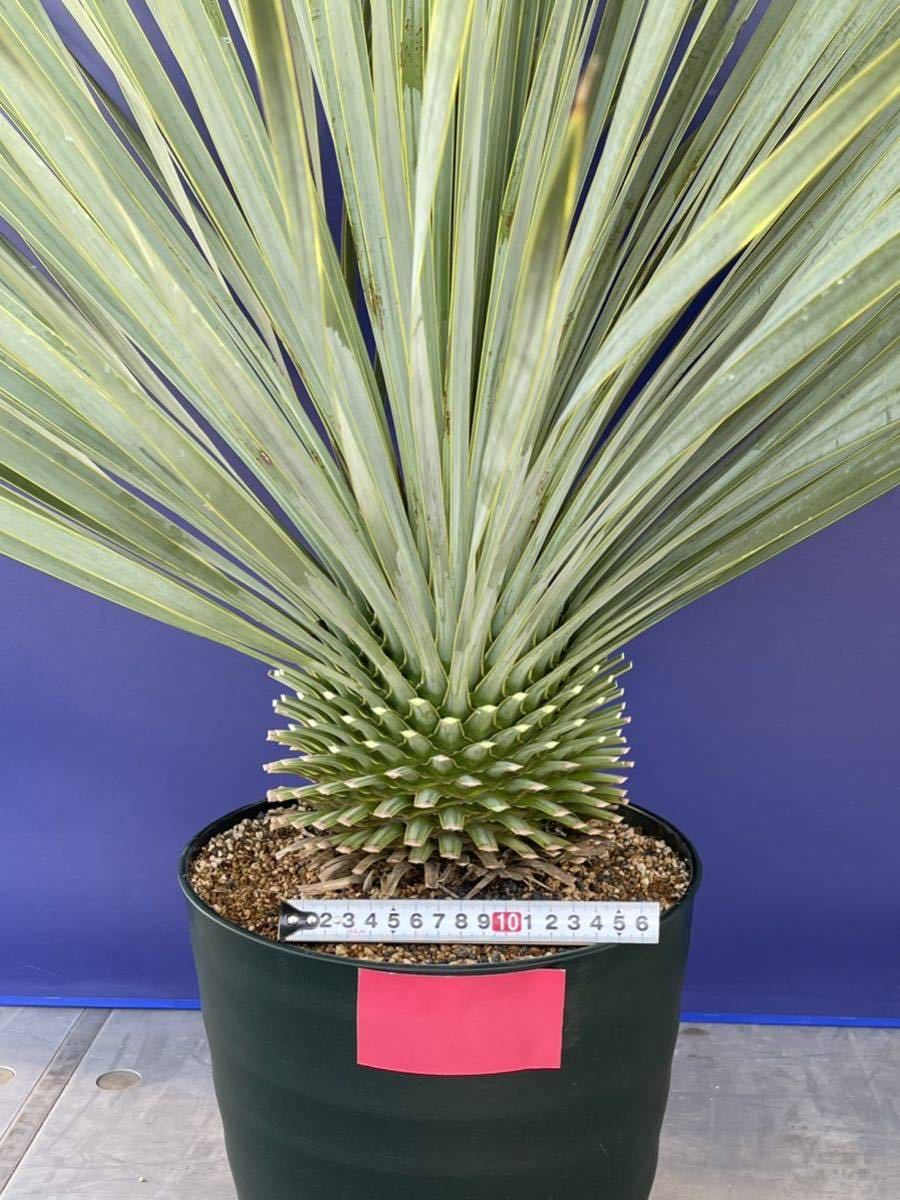 ユッカロストラータ国内産⑥