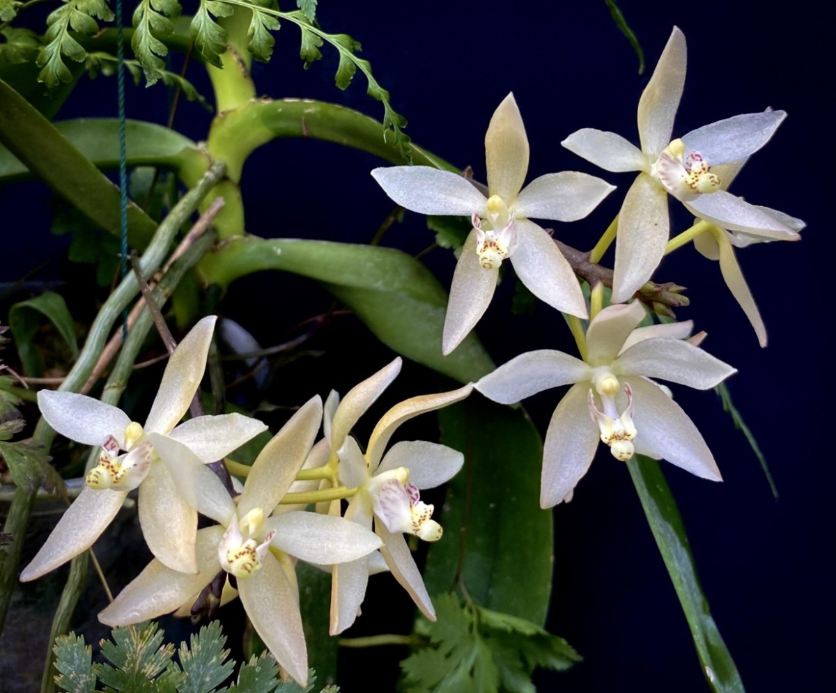 洋蘭原種】Bpa. unguiculata (JP/Select) 開花良株