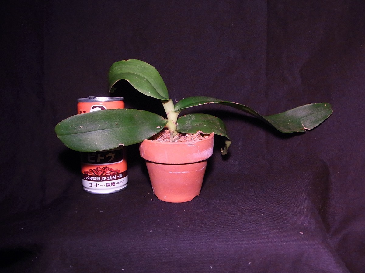 洋蘭原種】Bpa. unguiculata (JP/Select) 開花良株