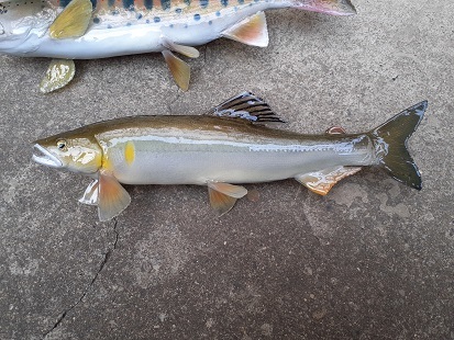 鮎　剥製　２３ｃｍ　アユ　/　最上川　久慈川　球磨川　四万十川　友釣り　おとり鮎