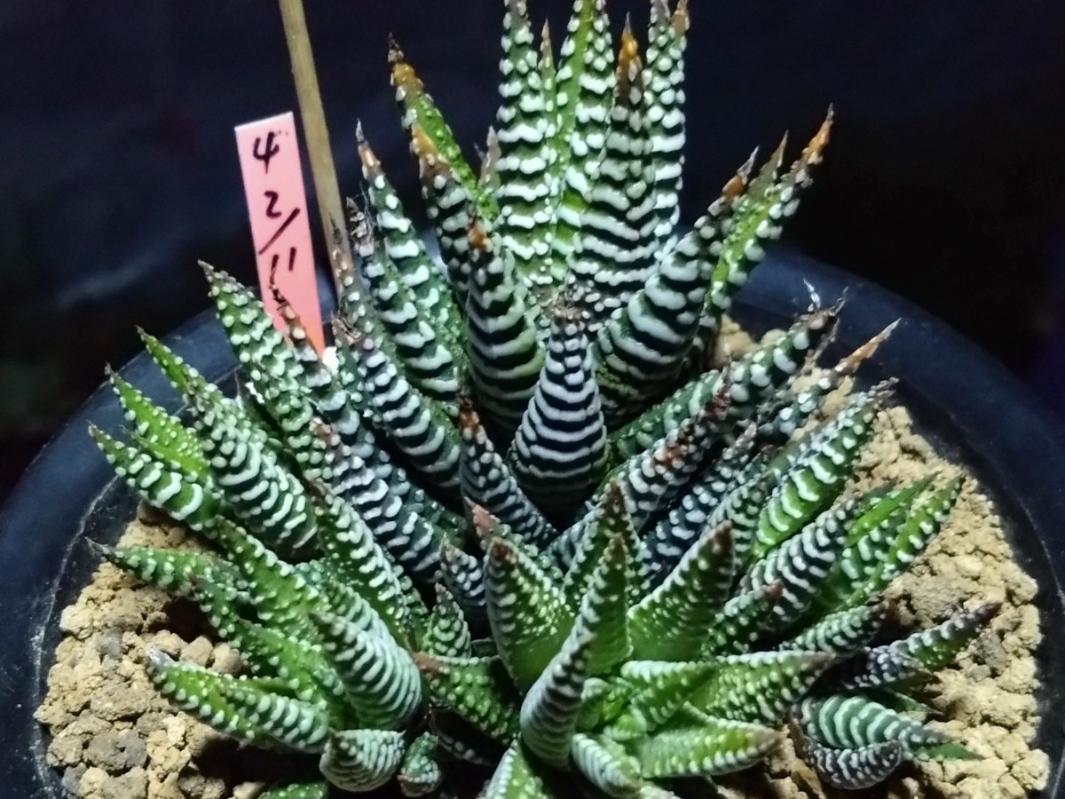 ハオルチア 十二の巻のミ二タイプ群生( 多肉植物)(サボテン)｜売買され