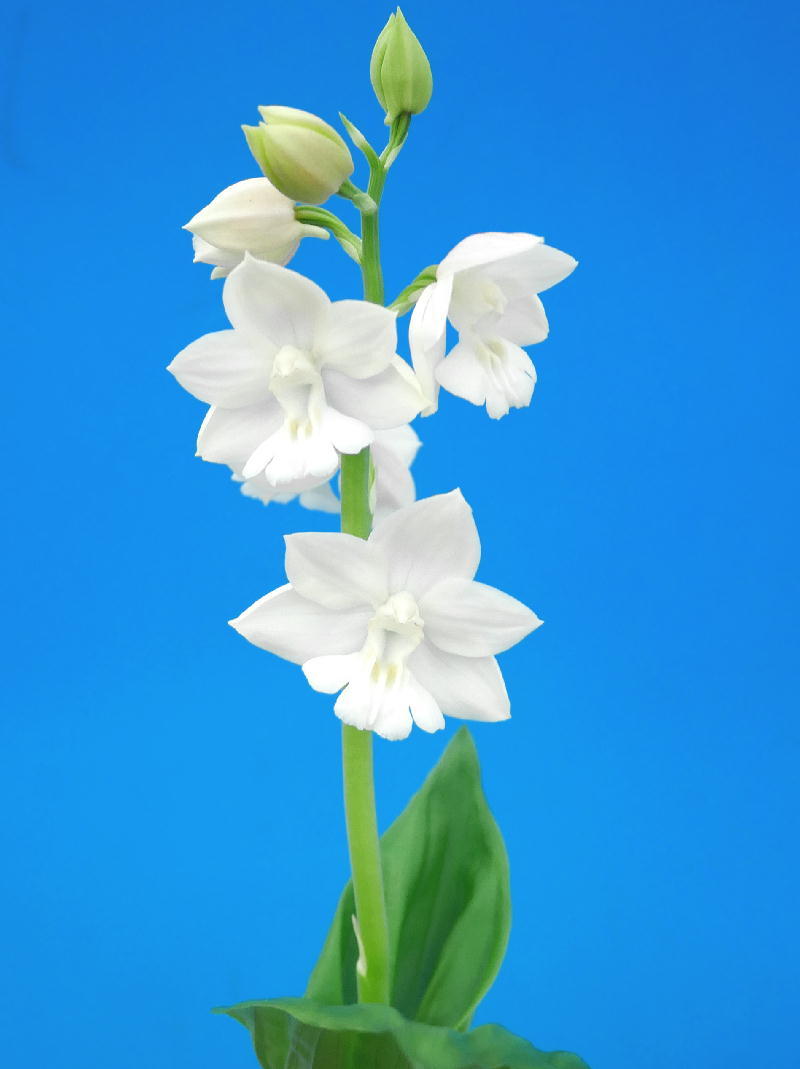 ∞萠春園∞　エビネ　白花　 【♀大雪×♂関白】　サツマ系交配種　開花中　（検:えびね蘭・寒蘭・春蘭・山野草・ニオイ）