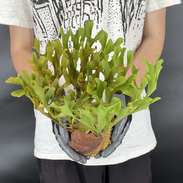 60【燻蒸済】Platycerium ridleyi WILD (プラティケリウム・リドレイ)【4/7輸入・中部カリマンタン・パランカラヤ・抜き苗】