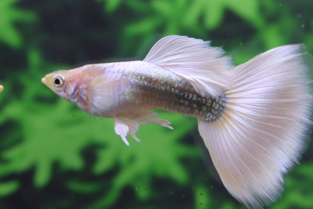 ゴールデンドイツイエロー３ペア（guppy shop connect）