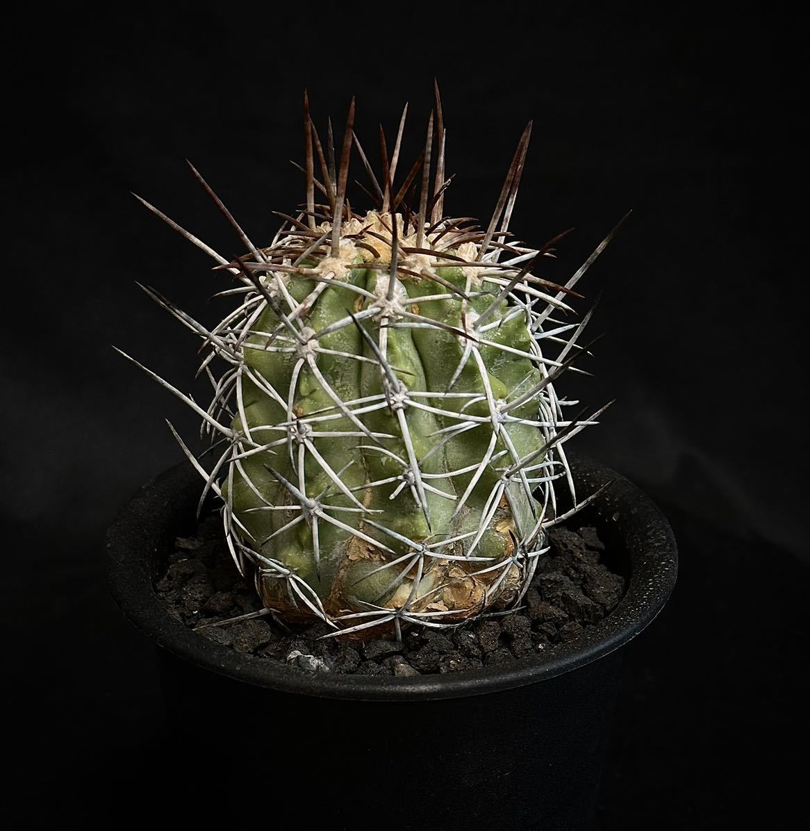 貴重 古株 実生25年 コピアポア エキナータ Copiapoa echinata レア種