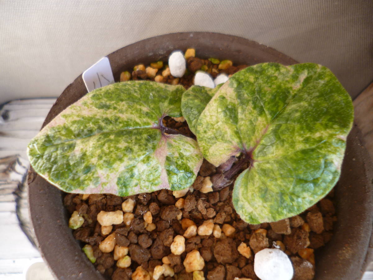 カンアオイ　小町錦（斑入り、山野草）