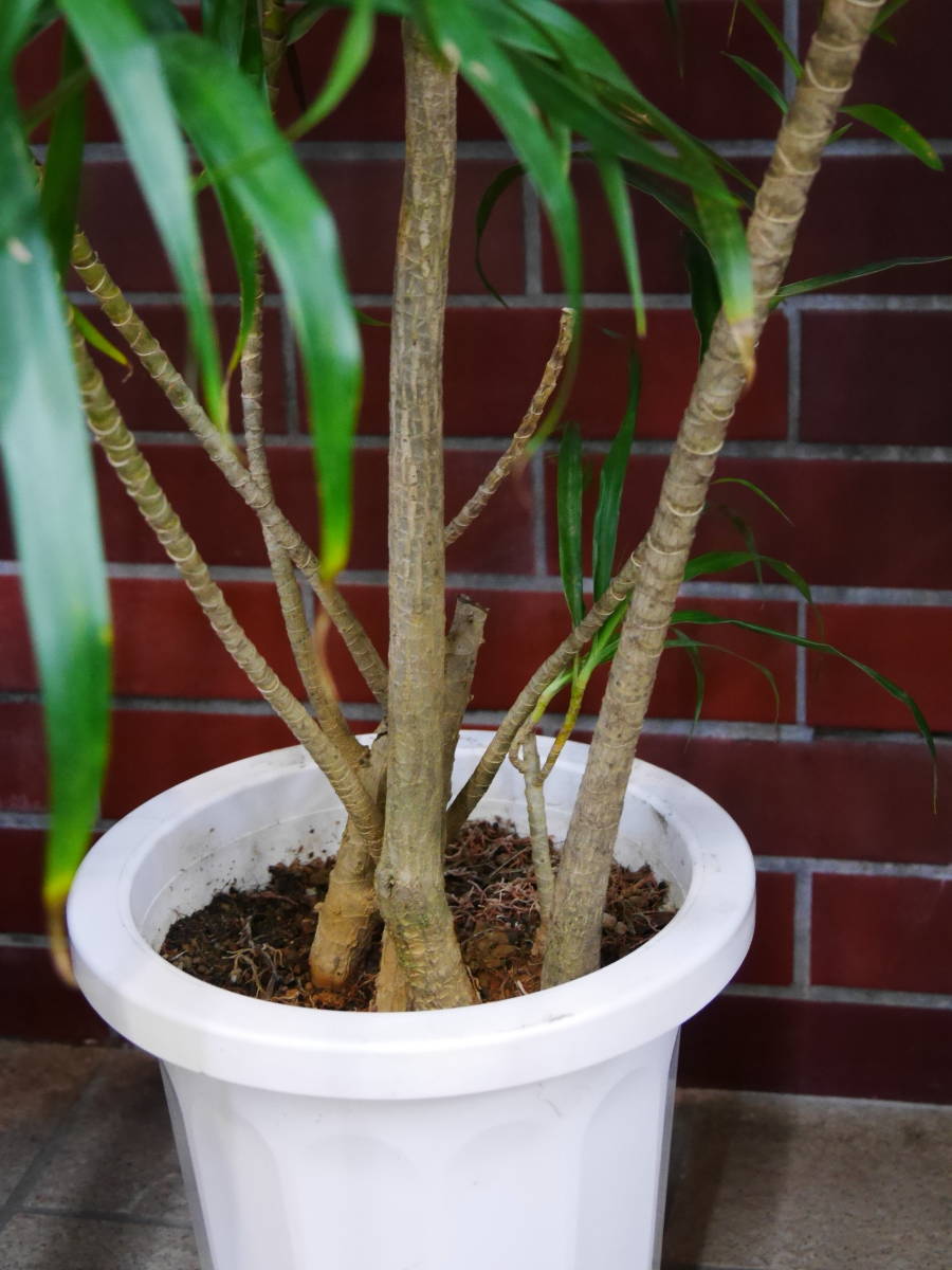 観葉植物 ドラセナ・リフレクサ（レフレクサ / アングスティフォリア） / 6寸・約W50cm×H100cm 観葉植物 &frasl; アングスティ 鉢皿 観葉植物数量限定ドラセナ・リフレクサ（レフレクサ 良形