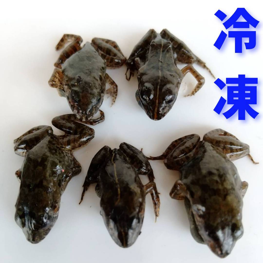【冷凍S／40匹】冷凍餌用カエル エサ用 約2～3cm ツチガエル ヌマガエル 急速冷凍 蛙 採取 肉食性トカゲ ヘビ 蛇 爬虫類 肉食熱帯魚 大型魚
