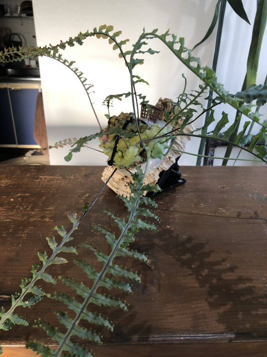 レカノプテリス・レパリオイデス　アリ植物　タツタ　ミラビリス　珍奇植物　ホワイト　ブルー　ミルメコディア