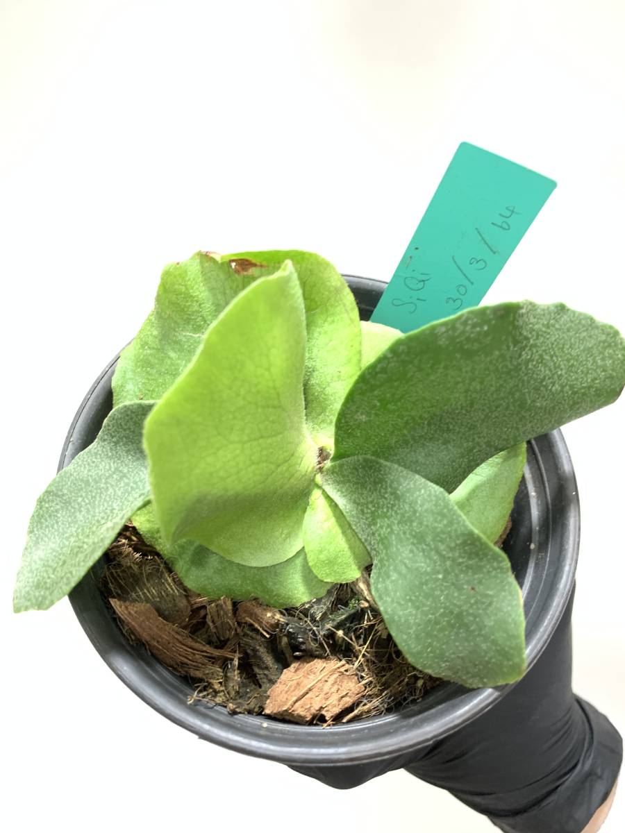siqi ビカクシダ Yahoo!オークション Platycerium フーンシキ Foong P