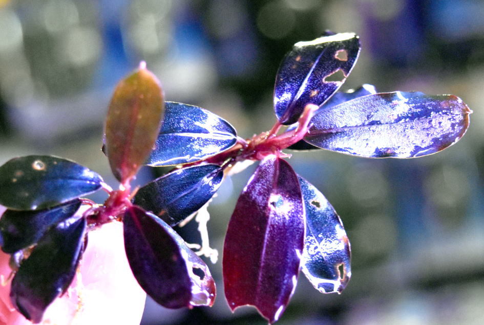 ミクロソリウム 本ナロー＞ ウッド付き No.3 希少種