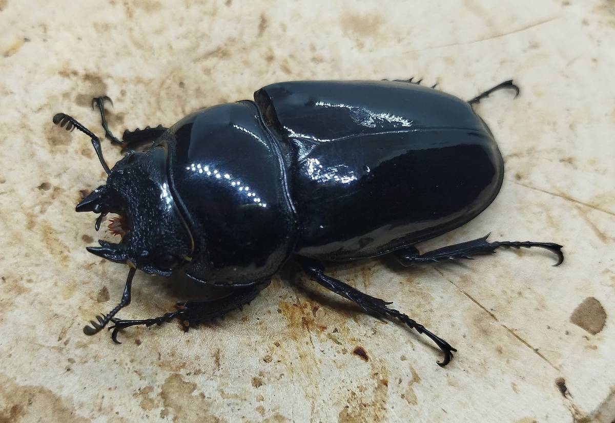 タランドゥス　新成虫　♀54.0ミリ