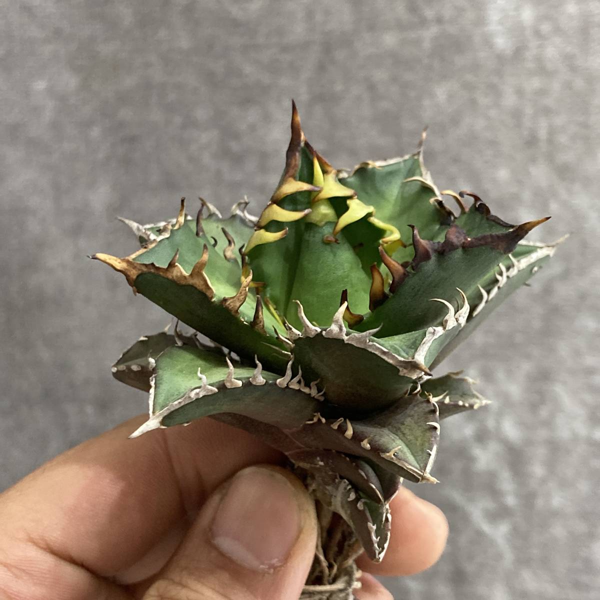 R407-26 特選 アガベ 多肉植物 チタノタ レッドキャットウィーズル