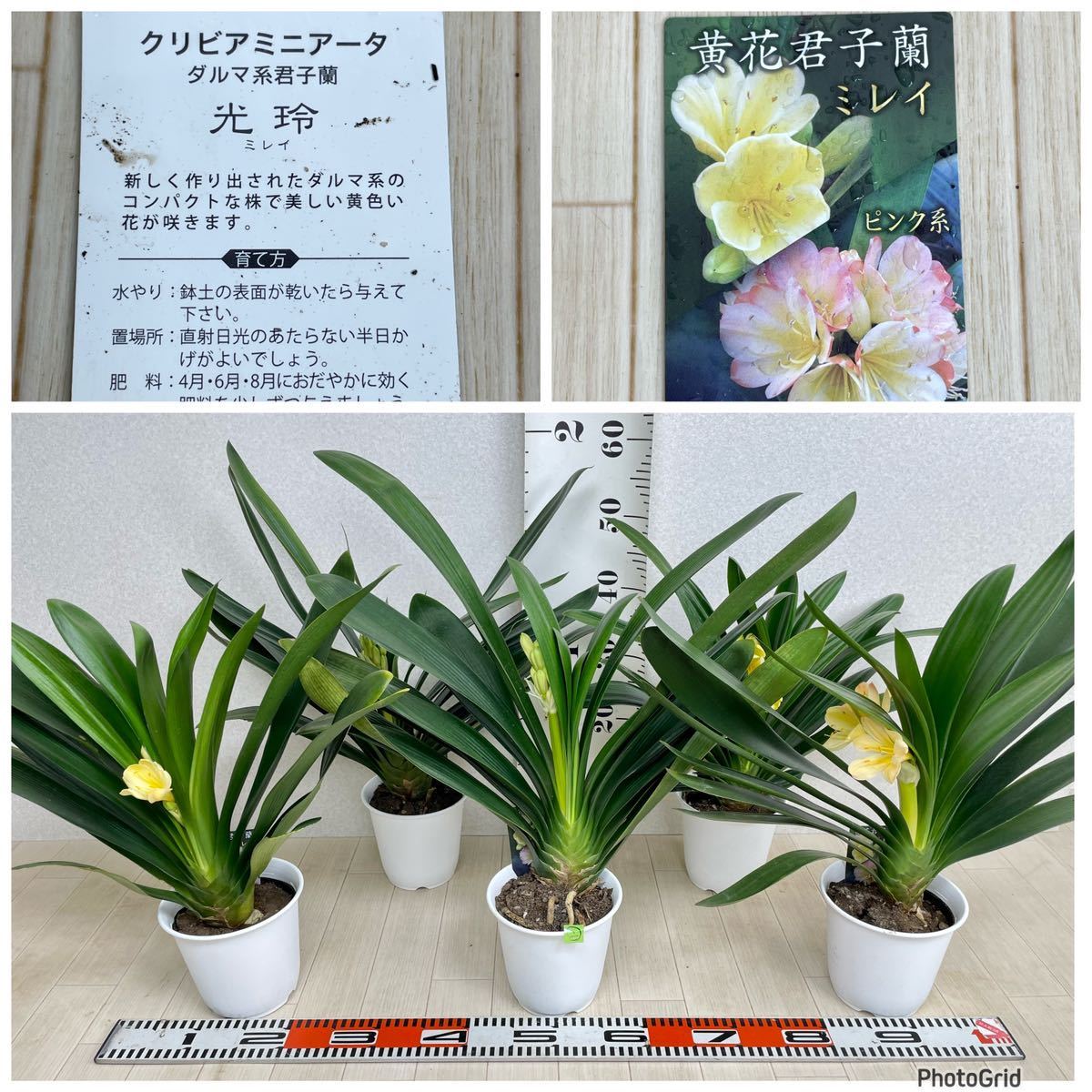 2.【黄花君子蘭　キハナクンシラン　光玲　ミレイ　5号鉢　5鉢セット　現品販売　送料込み】