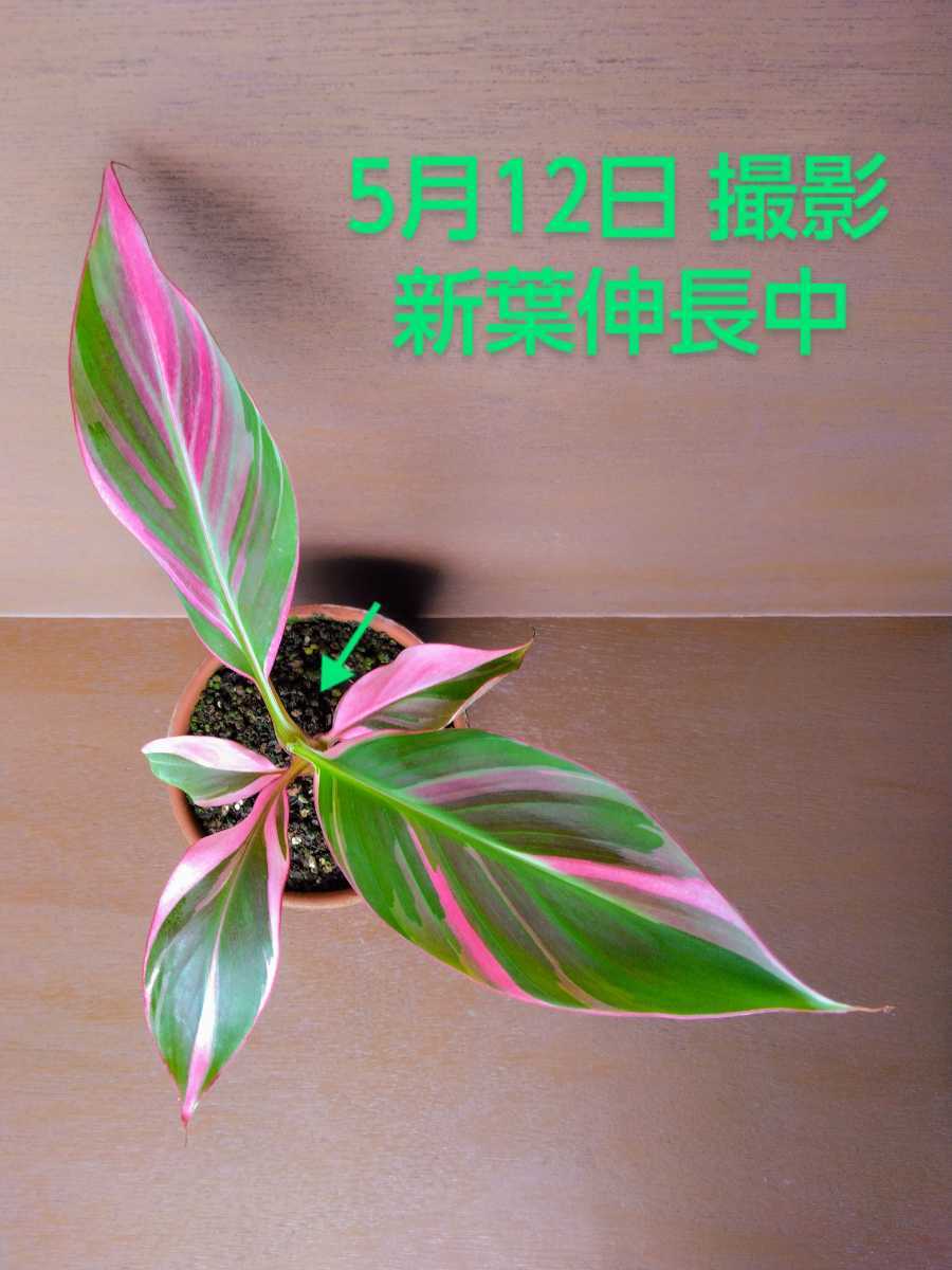 希少品種》《親株候補》ムサ ノノ ピンク バリエガータ, バナナ 白斑
