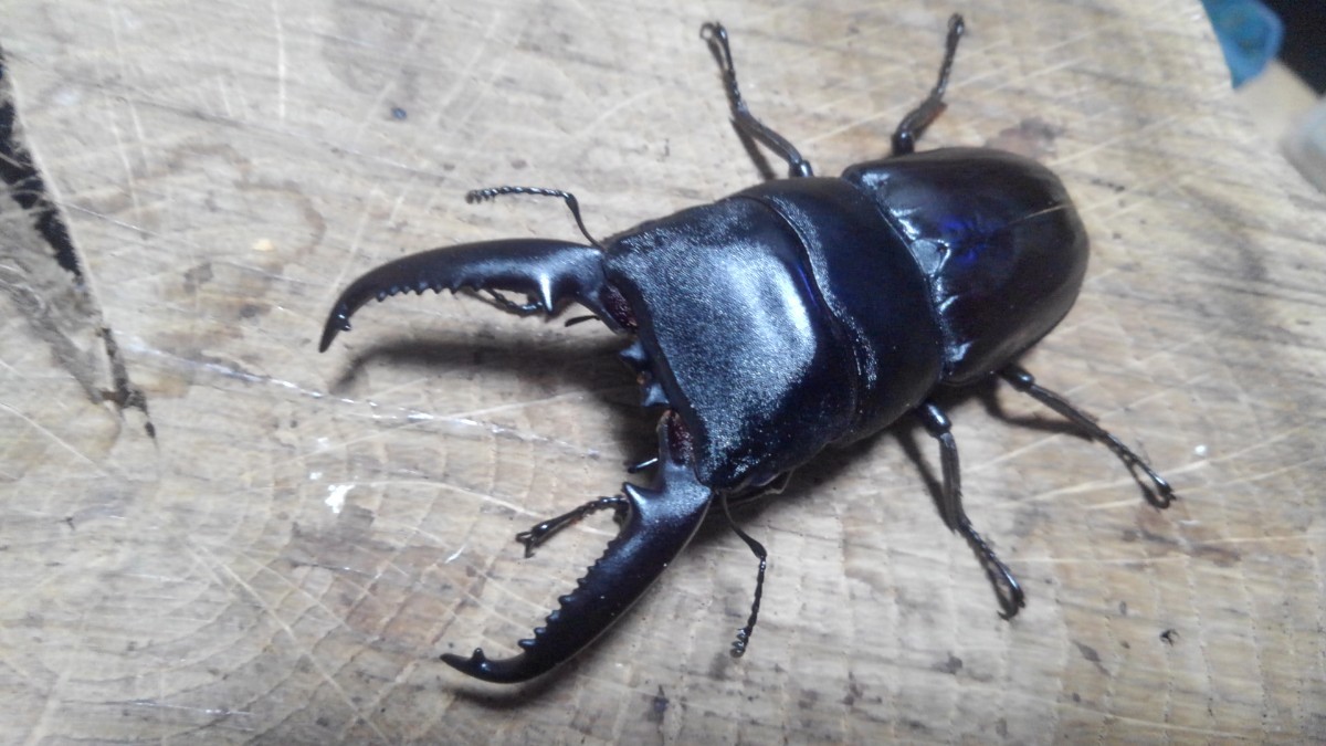 ツシマヒラタクワガタ　未使用ペア