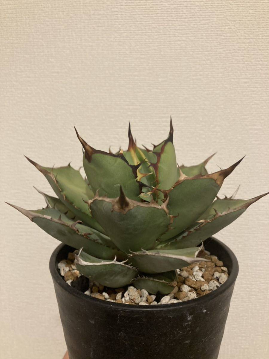 親株出品】アガベ チタノタ 熊猫