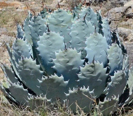 グアダラハラC2　アガベ 検（ ポタトラム イシスメンシス ブルーボール チタノタ チタノータ 吉祥天 パリー ホリダ 白鯨　