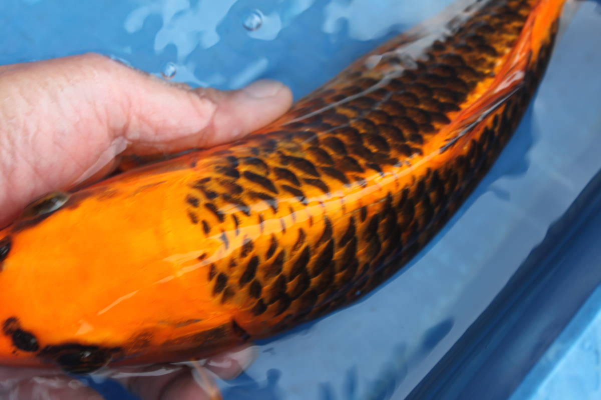 ★特選★丸誠系のピッカピカで綺麗なオレンジ黄金松葉３８ｃｍ程度２歳メス