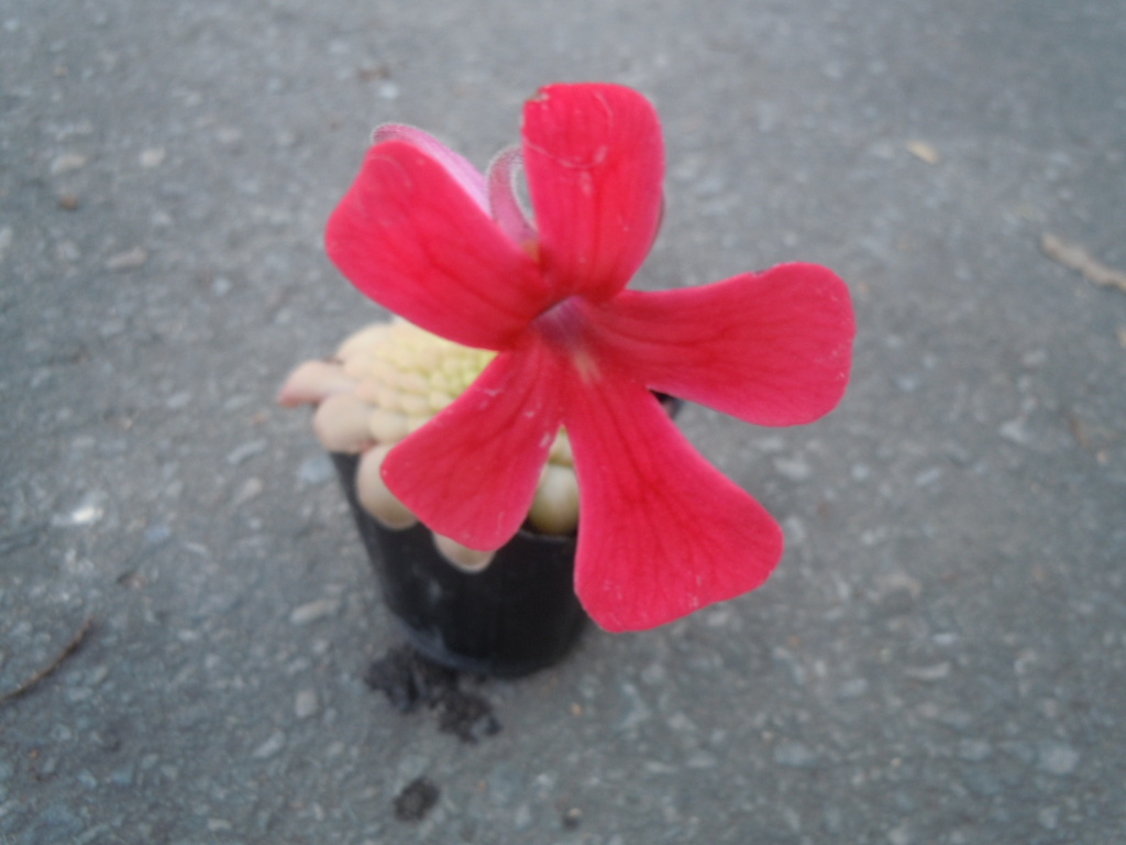 山野草◆ムシトリスミレ　ラウエアナ◆