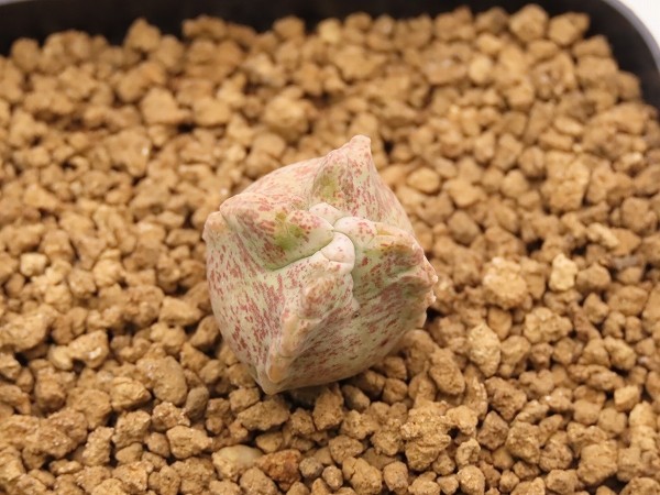 ■クラサ　実生苗 【多肉植物　Whitesloanea　ホワイトスロアネア】