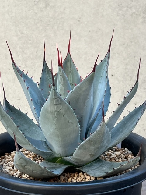アガベ マキシミリアーナ Agave Maximiliana AMA-A