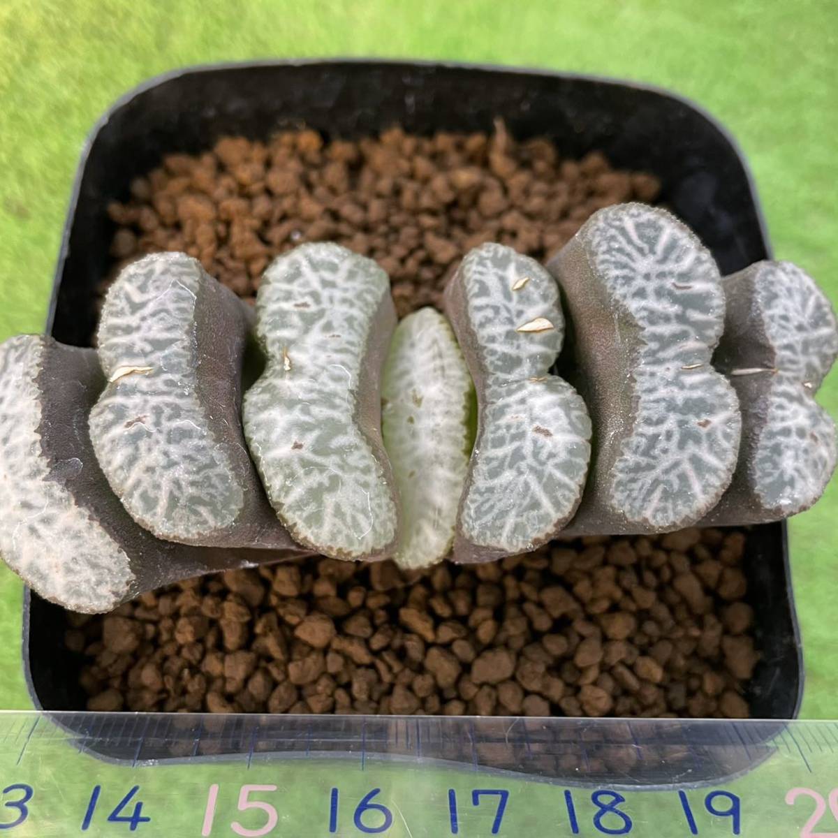 多肉植物　ハオルチア　玉扇　白麗