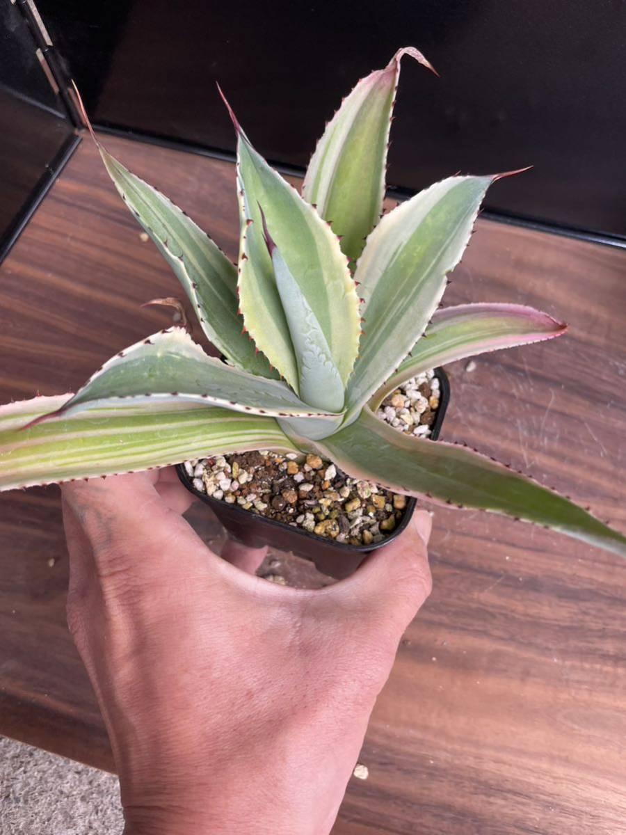 NS- アガベ SP バリエガータ アガベ 引取限定 SPバリエガータ 園芸