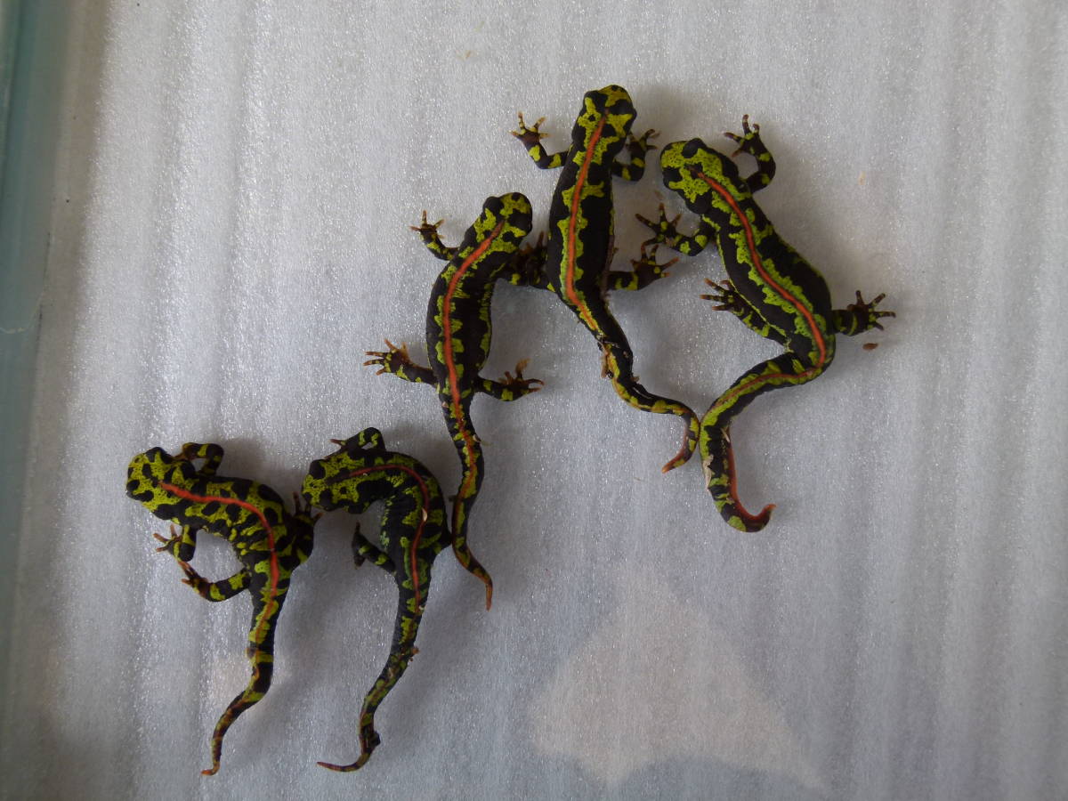 マダライモリ　２０２２年産　5匹　６ｃｍ～７．５ｃｍ