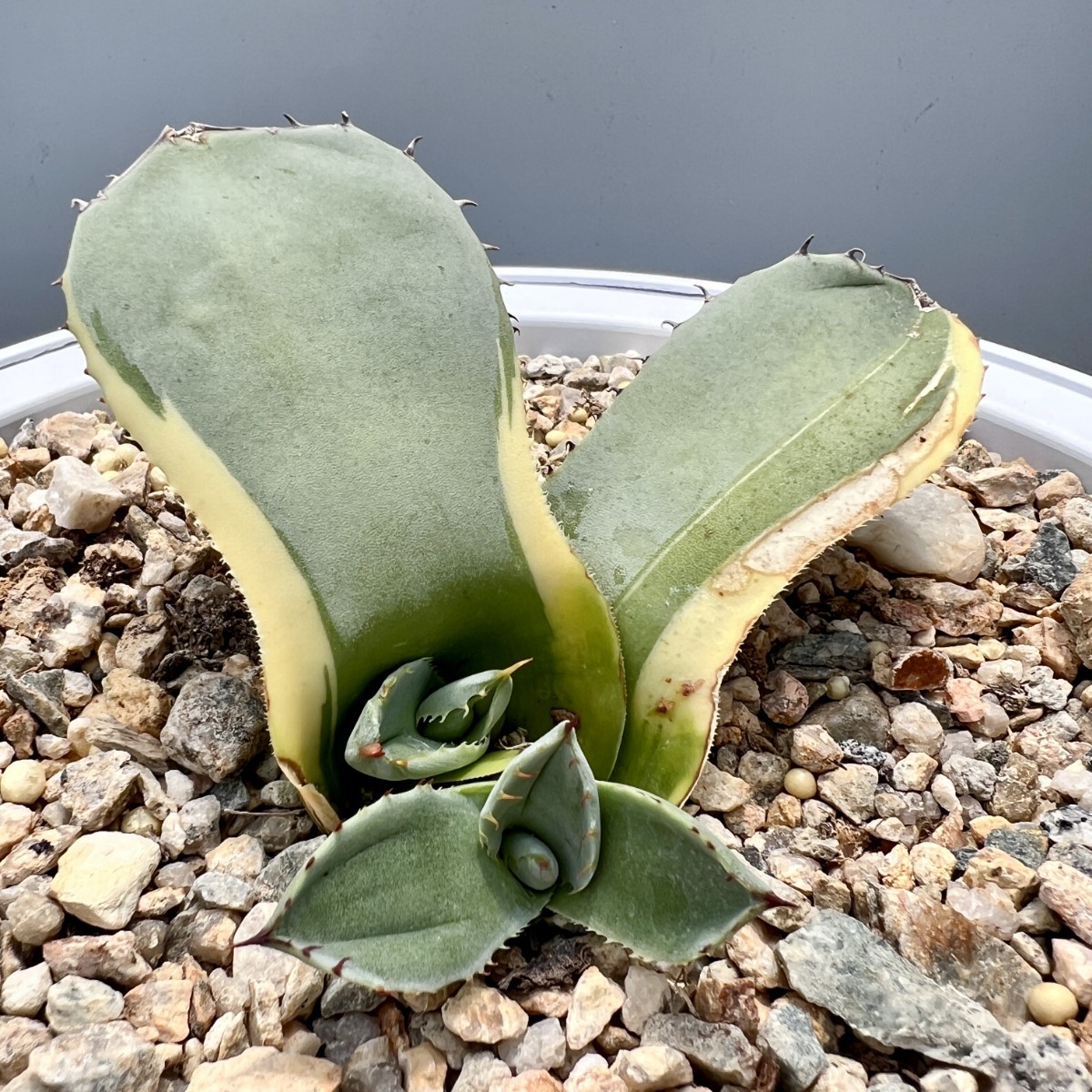 C38 Sクラスは希少株 アガベ パリー トルンカーター オリザバ錦 激レア高級品種 希少錦 鮮明錦 極上錦 極上子株