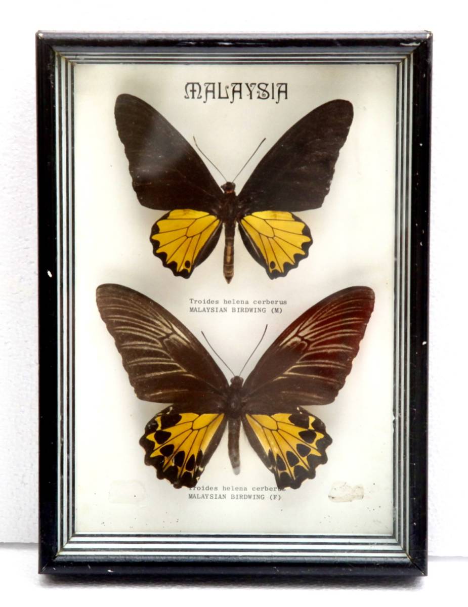 ヘレナモルフォ！標本！5 蝶 蝶の標本 レテノールモルフォ Morpho