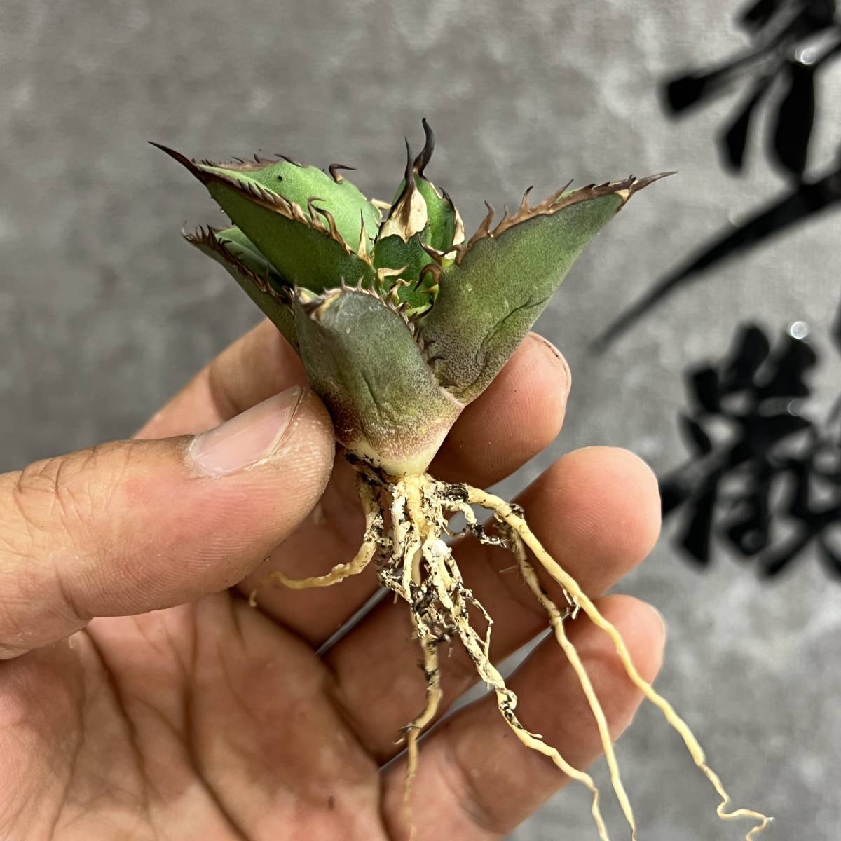 アガベ-コロラータ/凶暴鋸歯・ワイルド】多肉植物・竜舌蘭・チタノタ