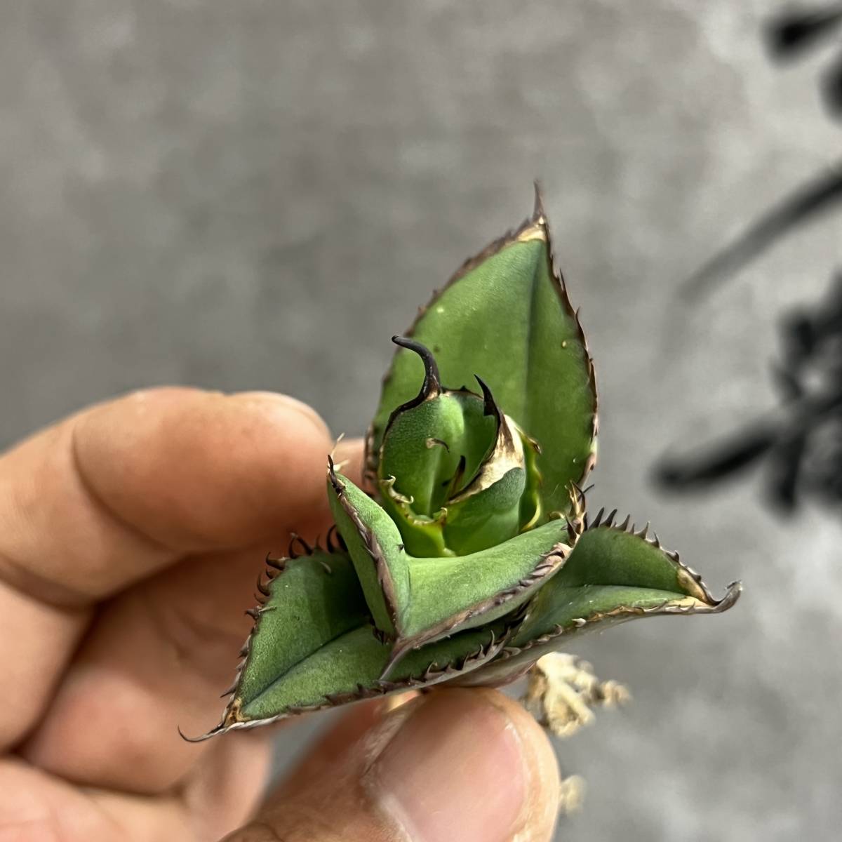 アガベ サルミアナ フェロックス リップルエフェクト Agave 'Ripple