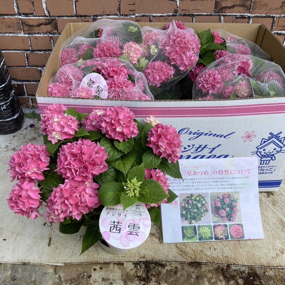 紫陽花 星あつめ4.5号 ブルー ぽい