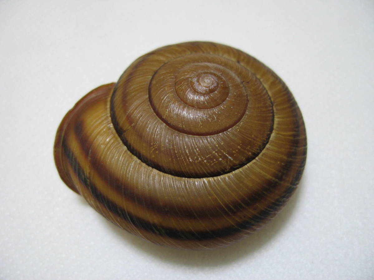 貝標本「ハクサンマイマイ」1234型(科学、自然)｜売買された