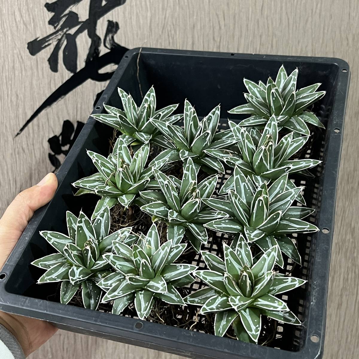 龍園觀 No.365 特選 数量限定 【龍園觀】 No.84 特選 アガベ 多肉