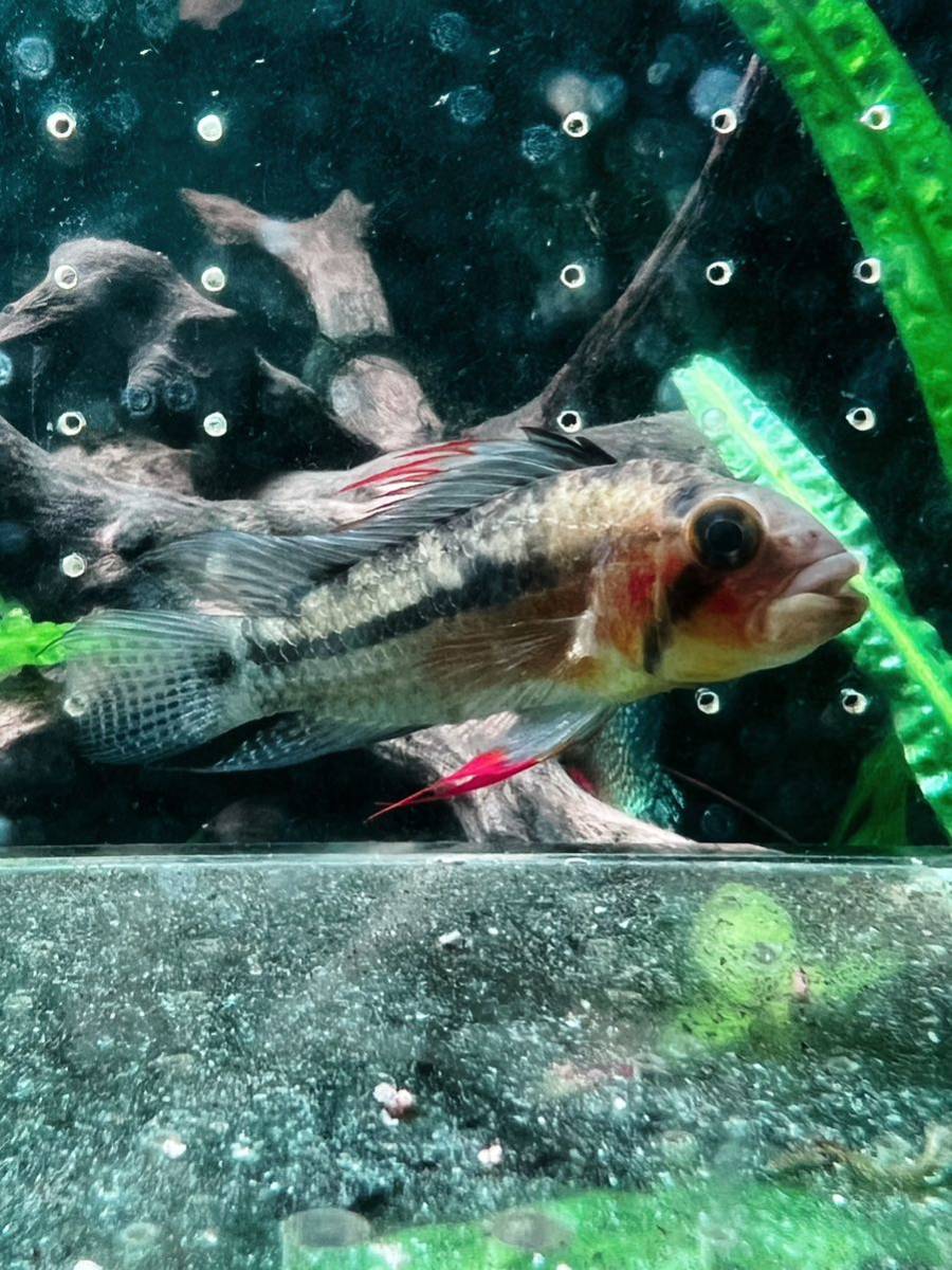 アピストグラマ ジュルエンシス オス1匹 サイズ約5.5cm 美個体 ワイルド個体