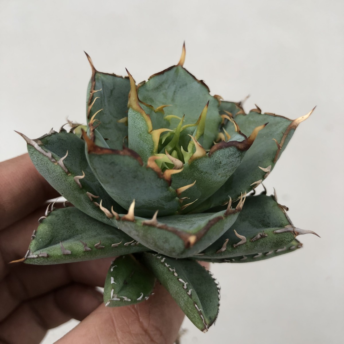 チタノタ フィリグリー 多肉植物 - 「フィリグリー」観葉植物の落札 