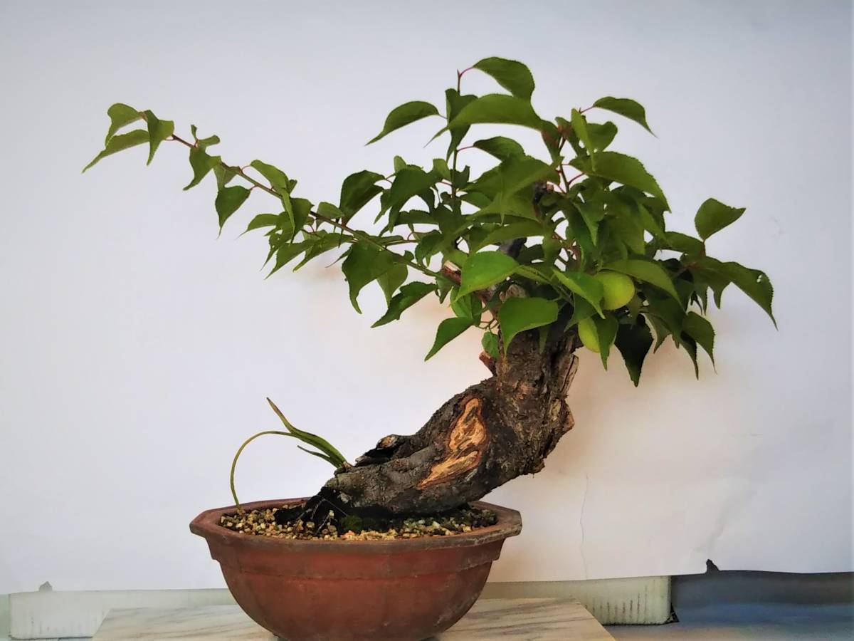 青梅（乙女・ピンク八重花）　極太幹　実着き