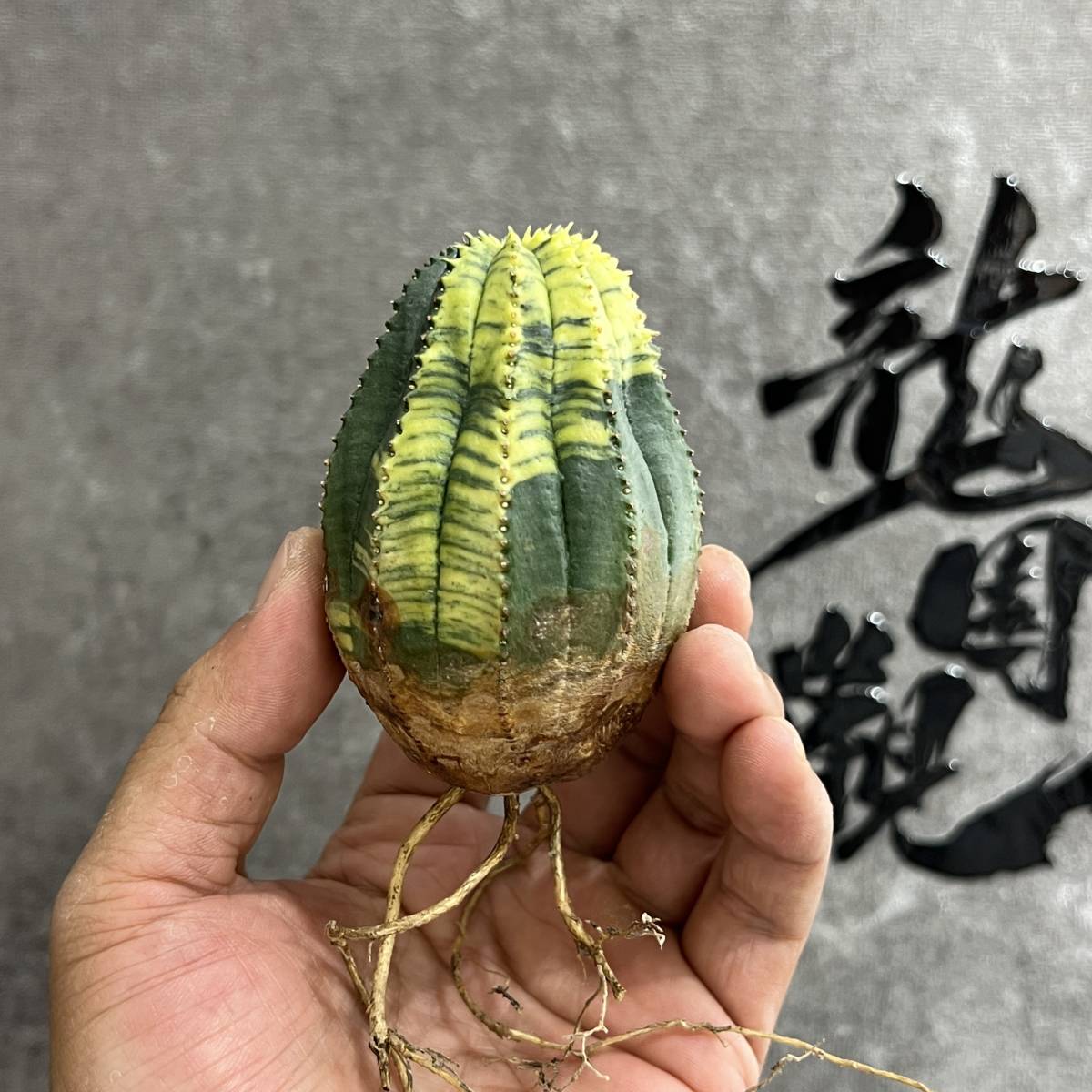 龍園觀】①No.863 アガベ 多肉植物 塊根植物 Euphorbia obesa 錦