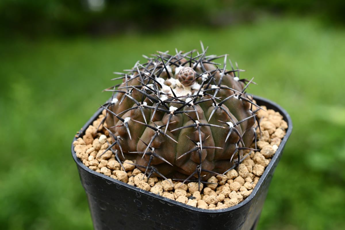 ギムノカリキウム　黒棘鳳頭　漆黒剛棘 ギムノカリキウム 黒棘鳳頭 漆黒剛棘 【公式通販】