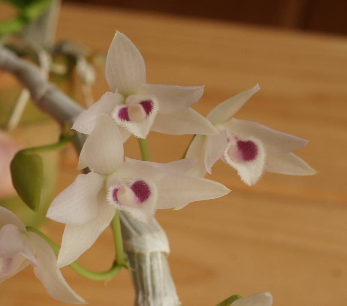 洋蘭 原種 Den. parishii fma s/a 'albasepalum' 開花中 No.A 【公式通販】