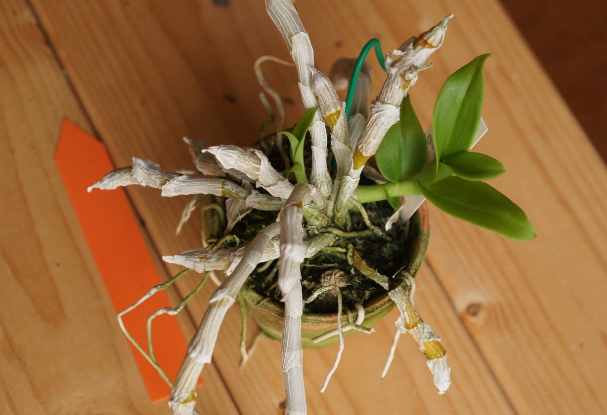 洋蘭 原種 Den. parishii fma s/a 'albasepalum' 開花中 No.A 【公式通販】