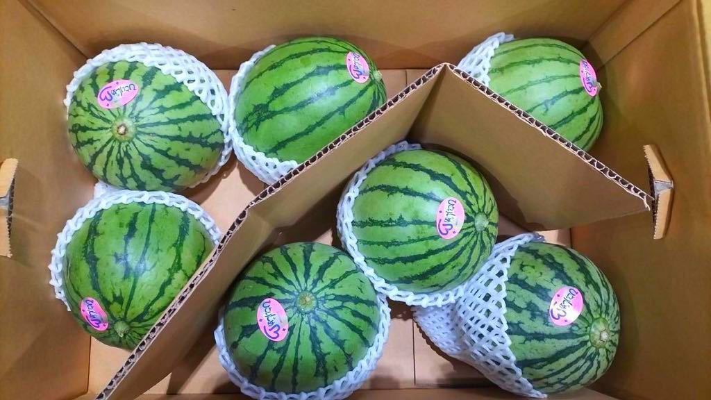 【送料無料1円スタート☆】熊本植木産 小玉スイカ ひとりじめ(7玉入) 家庭用
