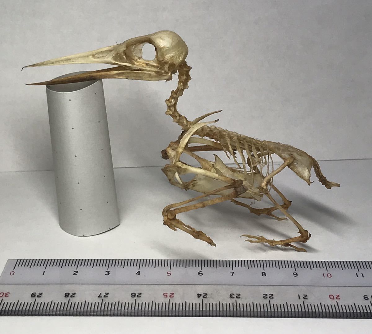 カワセミ 全身骨格標本 送料込み(科学、自然)｜売買されたオークション