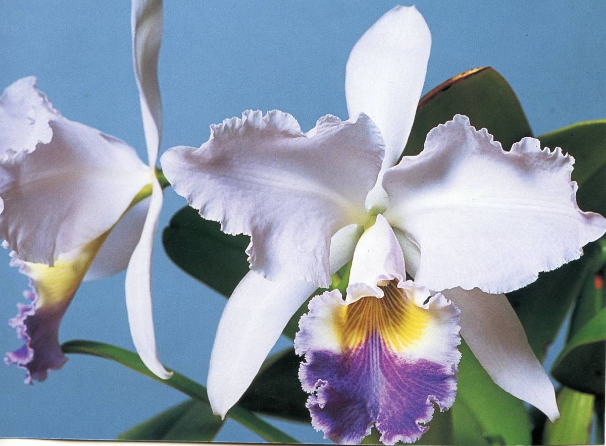○洋蘭○原種○カトレア○原産地由来（OG)○C.gaskelliana coerulea