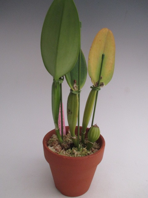 ○洋蘭○原種○カトレア○原産地由来（OG)○C.gaskelliana coerulea