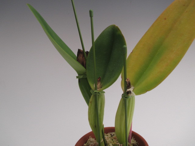 ○洋蘭○原種○カトレア○原産地由来（OG)○C.gaskelliana coerulea