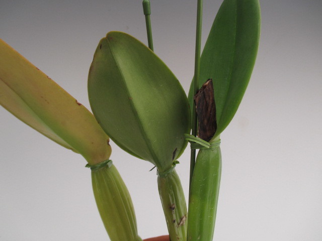 ○洋蘭○原種○カトレア○原産地由来（OG)○C.gaskelliana coerulea