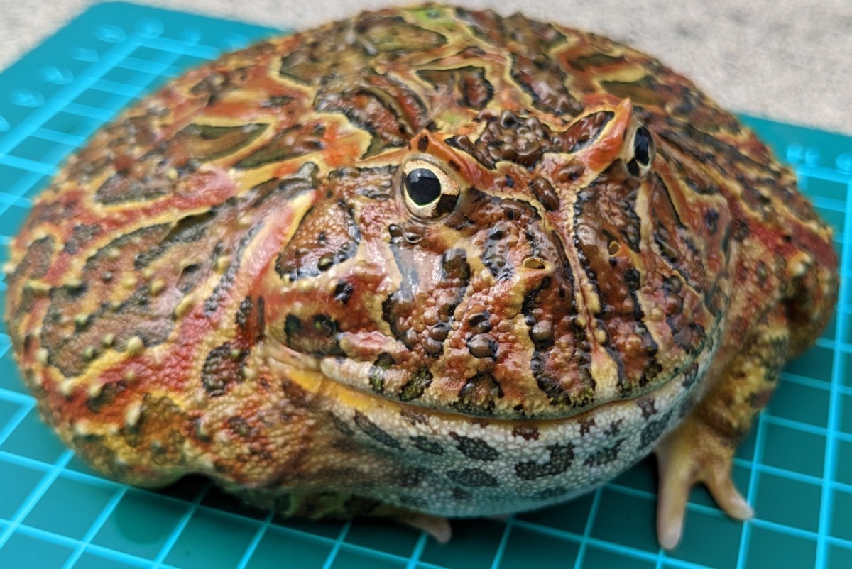 純血ベルツノガエル ベルツノガエル 純血 ほぼフルレッド USCB フルアダルト メス 12cm